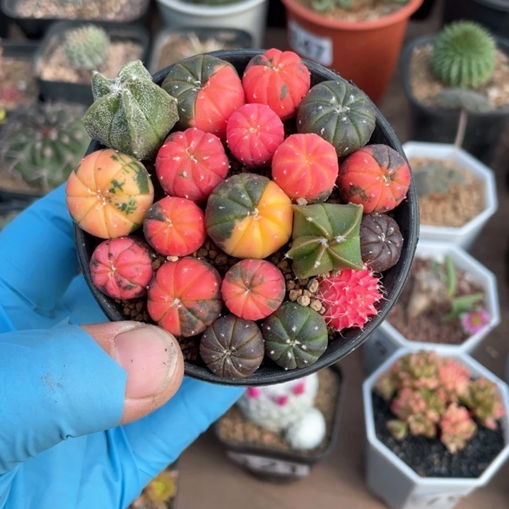 z****e090实生自然糖果兜锦