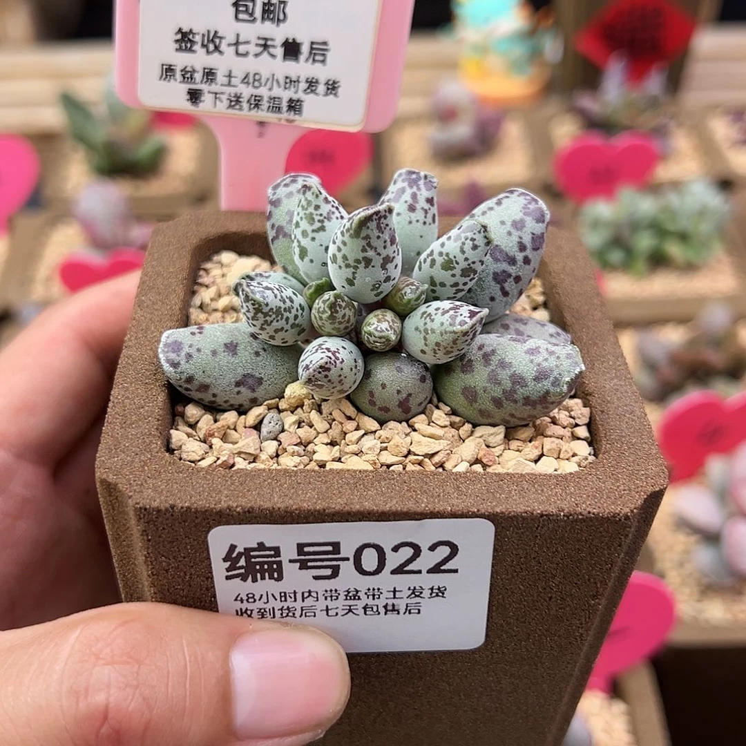 月****5022特白肌海豹水泡多肉