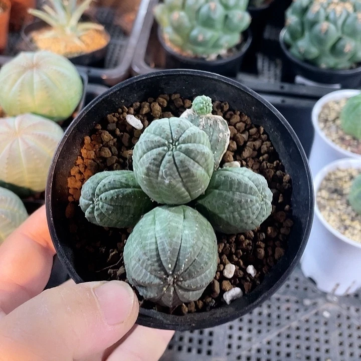 616多头布纹球仙人球