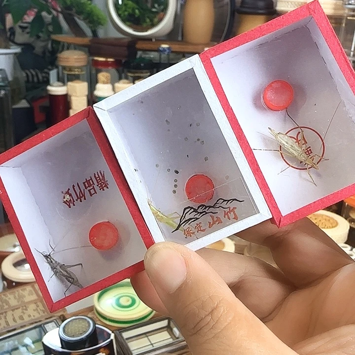 紫竹➕柬竹➕山竹啊啊啊