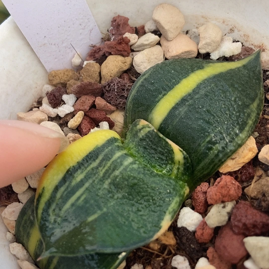 897卧牛实生锦大宽叶带盆发货