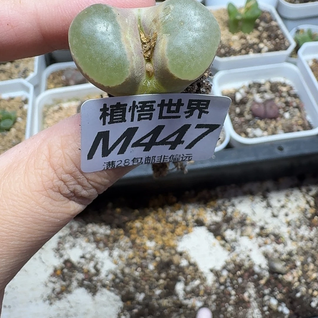 多肉植物的人生改变bn