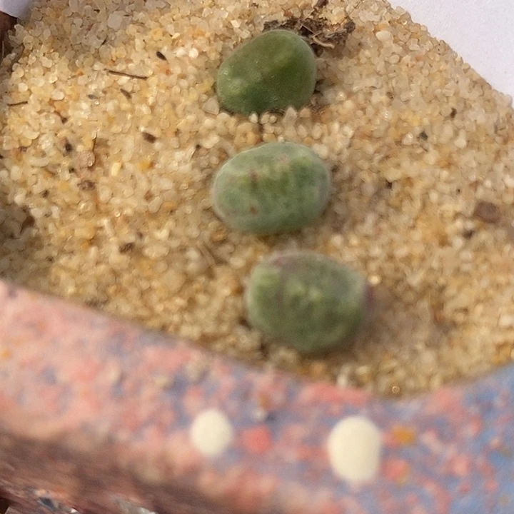 1313鬼脸绿豆糕一颗。