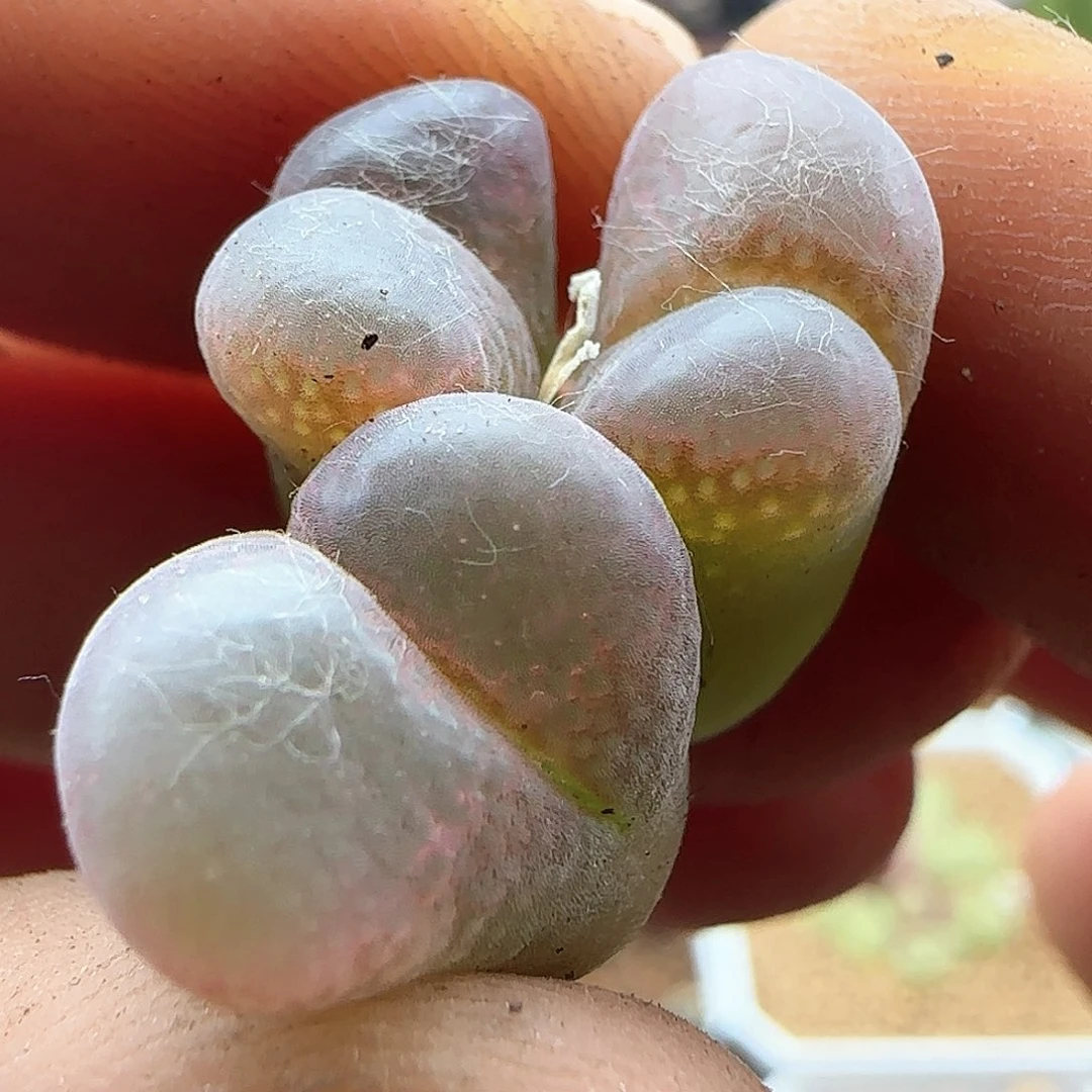 特价三头风铃。    40748