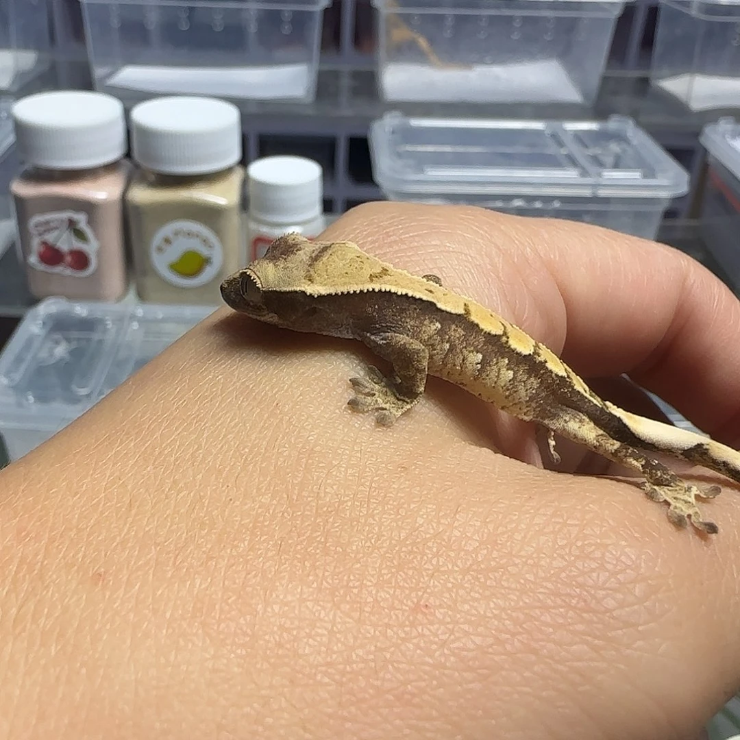 睫角守宫睫角守宫大幼