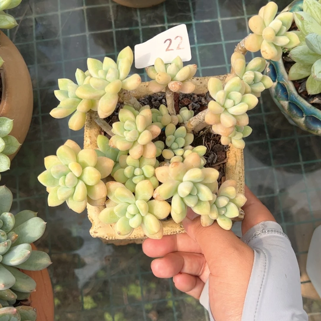 【闪购商品】笑纳。22。 1111111