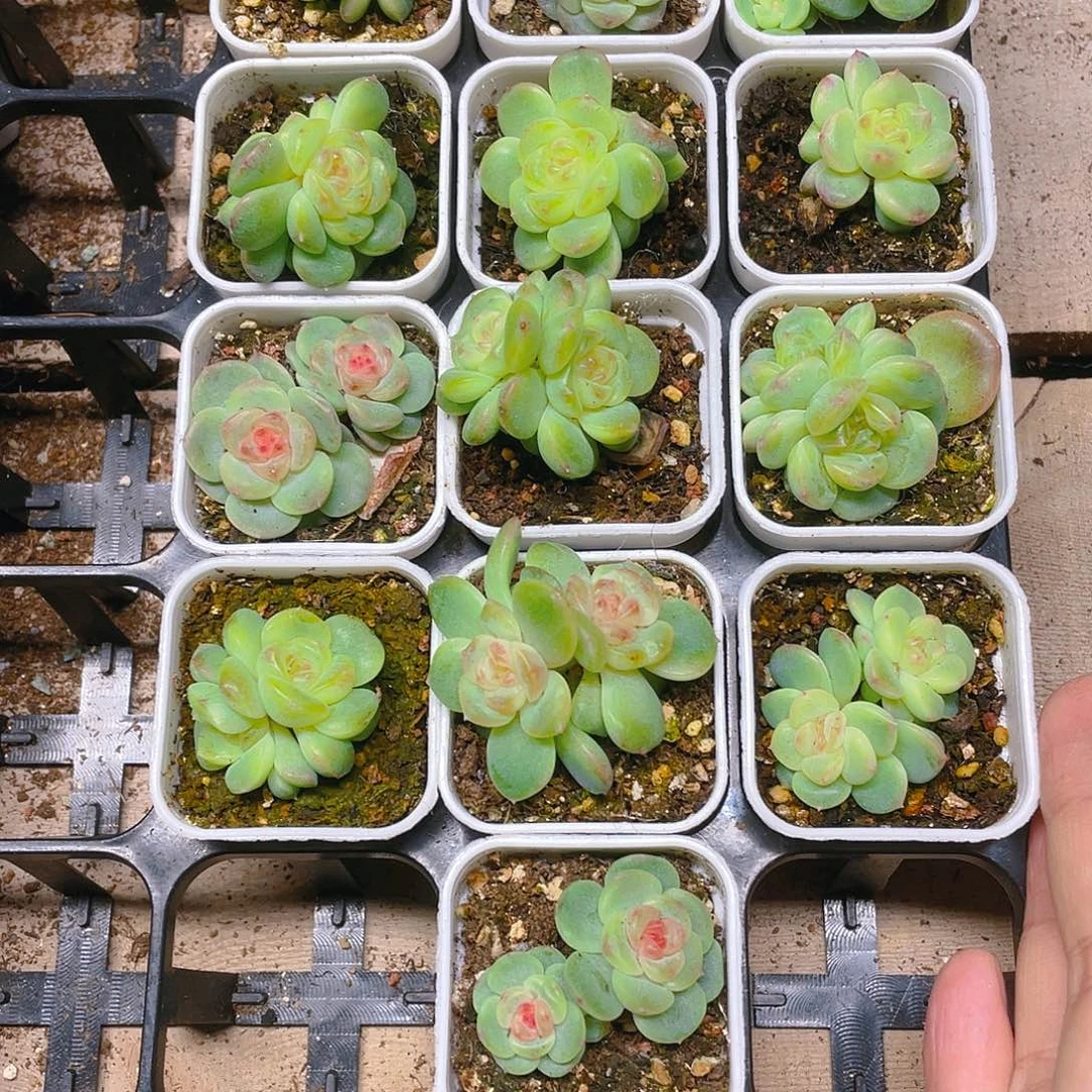 T109号甜心双头盆不包整一个满25包邮