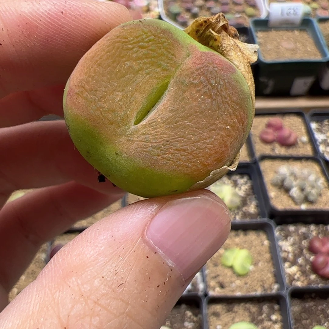 【闪购商品】381 蟠桃