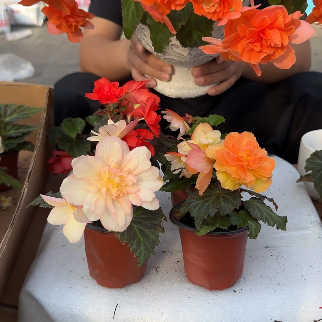 当前无花栽培后可以开花90杯珊瑚 白桃 浆果 日出