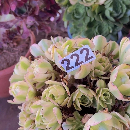 孟***人多肉植物一个法师