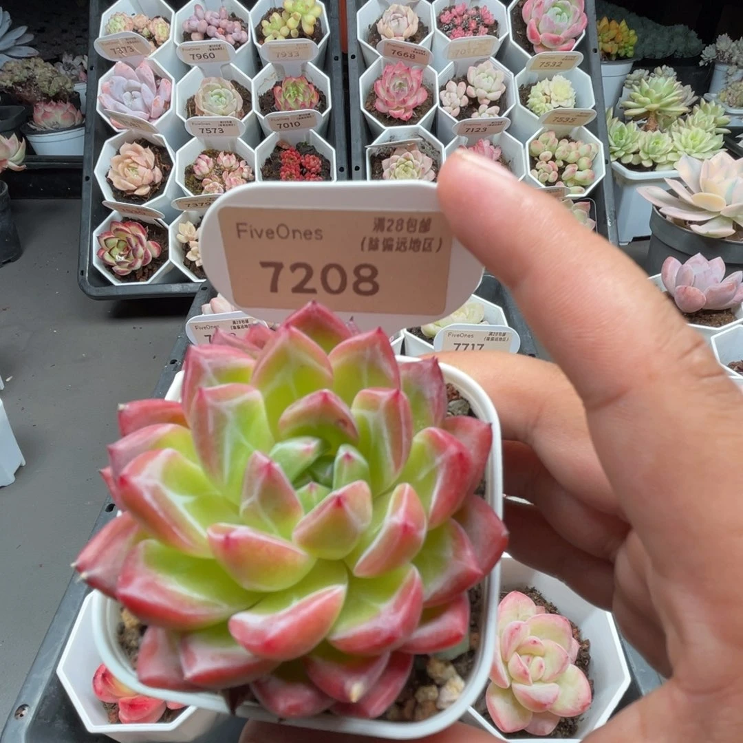 7208新品推荐4.0厘米
