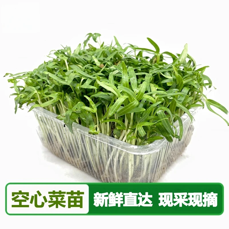 水培空心菜芽苗菜新鲜嫩芽苗菜西餐料理酒店摆盘火锅清炒食材叶菜