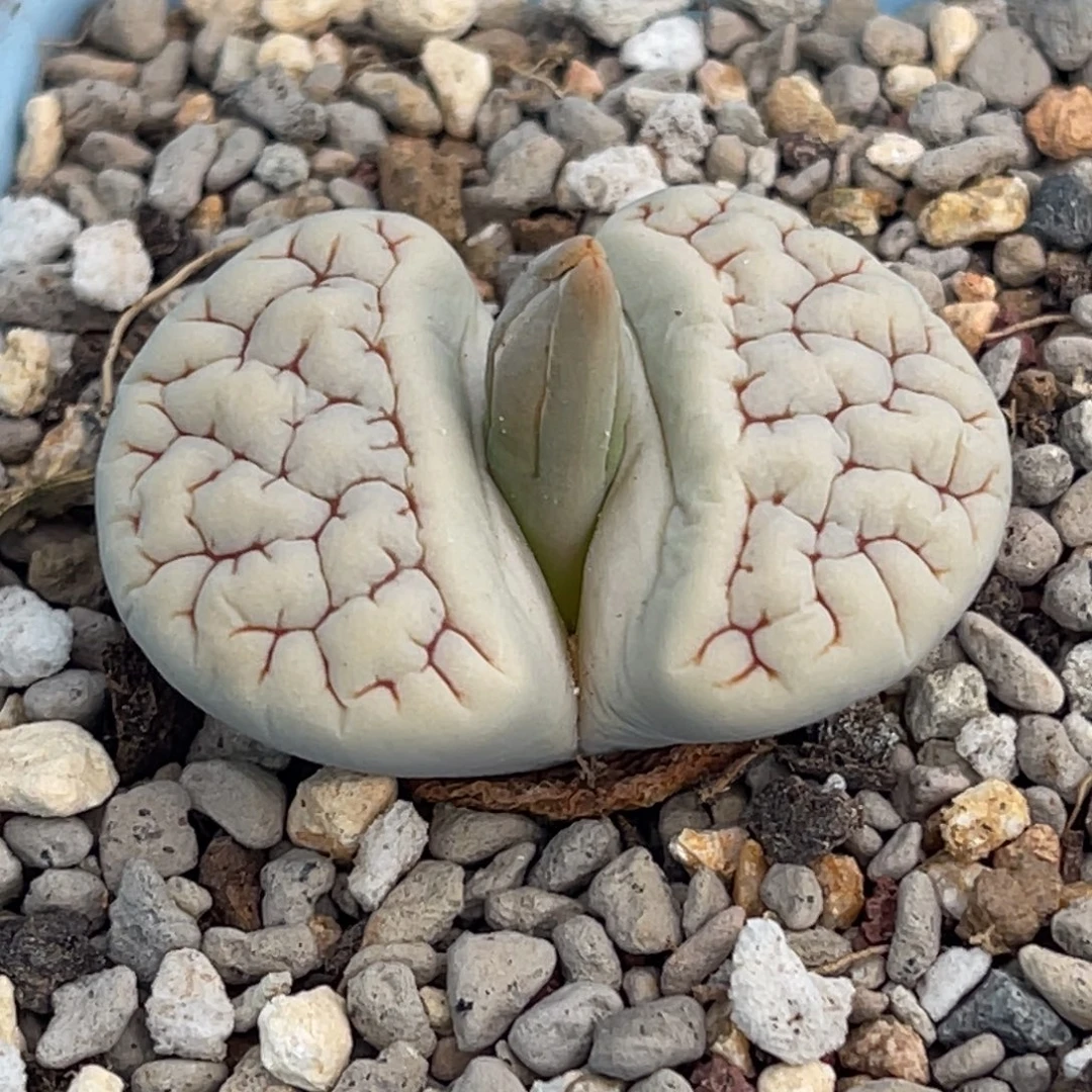 7837凹凸脑纹189一颗