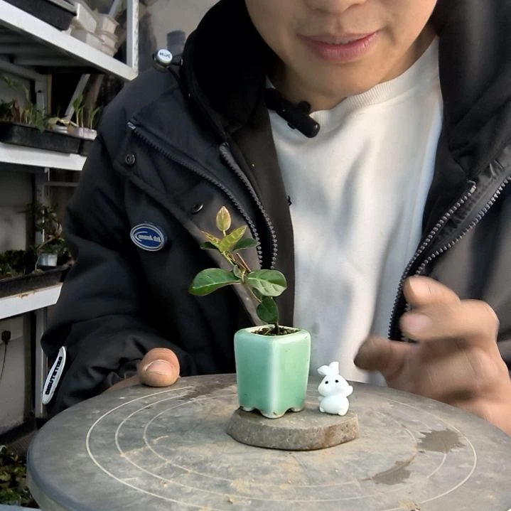 知**生小盆景小植物一物一拍45