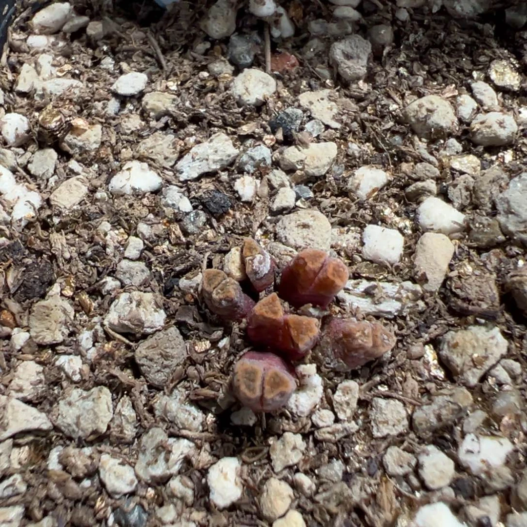 1-130火柴头多肉植物，