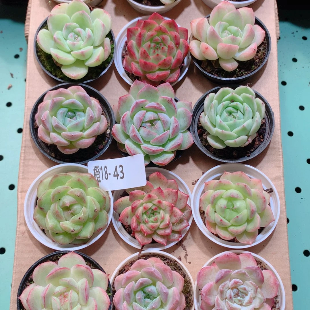 18-43一物一拍带盆多肉18颗