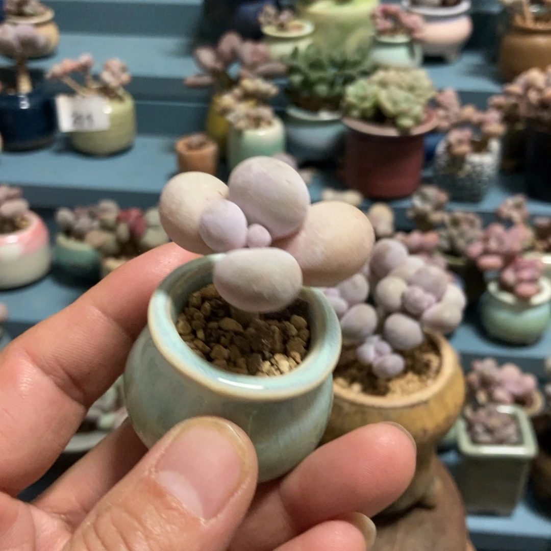 丛***子芭比奶酪12.8带盆发货