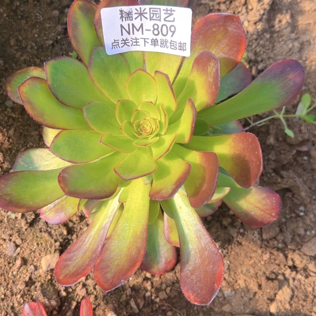 雨荷多肉植物809