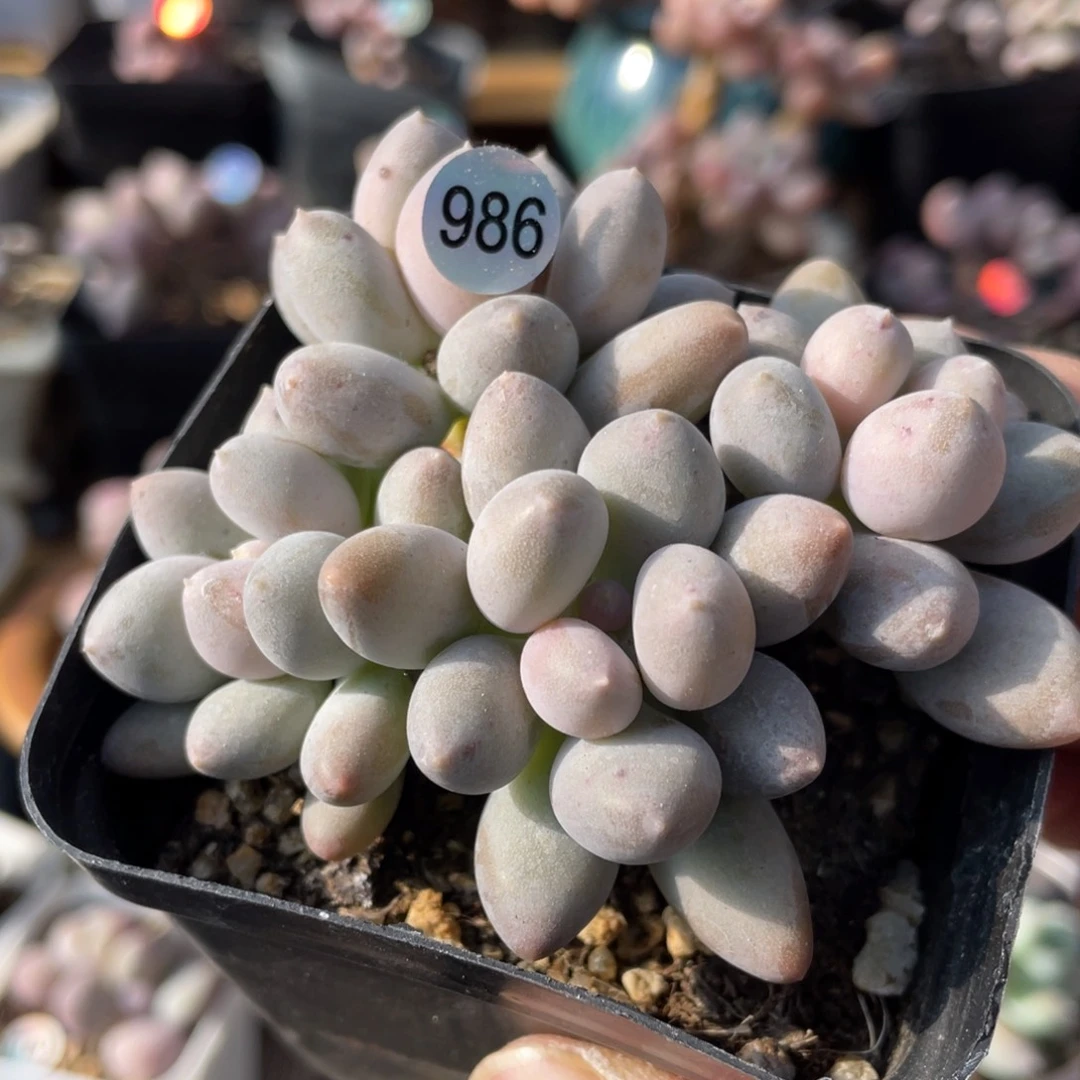 溜溜球多肉植物啊