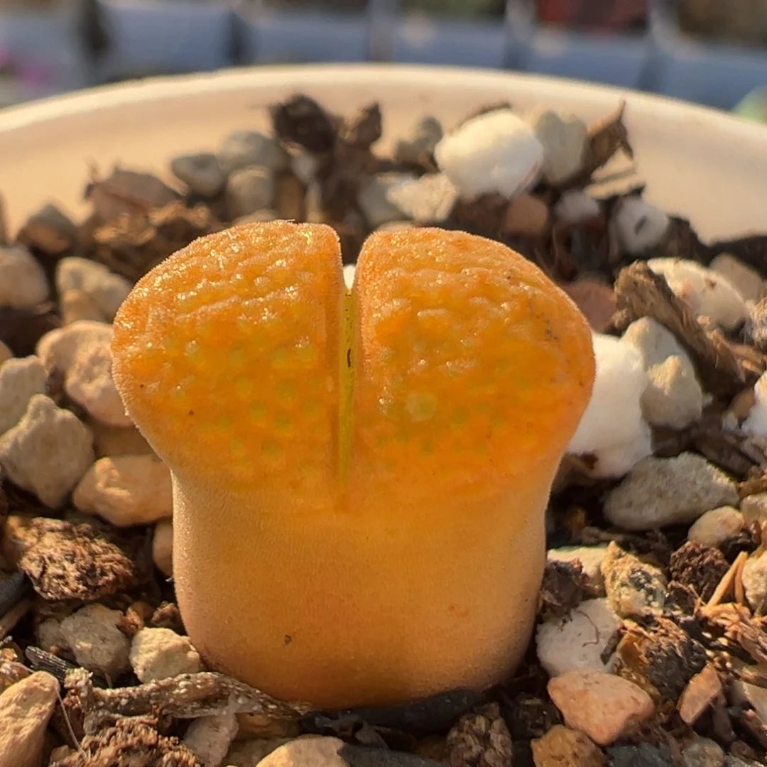 122多肉植物百科知识