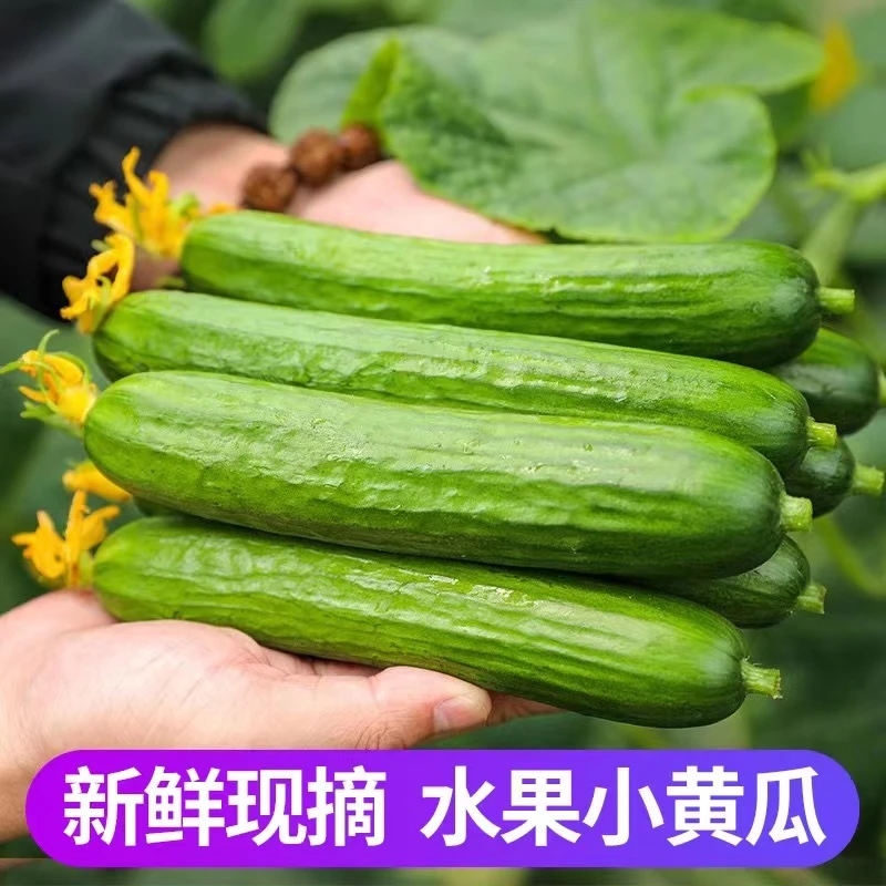 山东寿光新鲜无刺水果小黄瓜现摘即食生吃清甜爽口