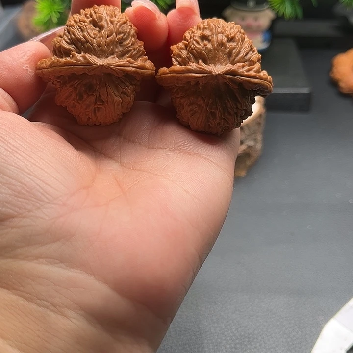 長***樂核桃41白狮子全品