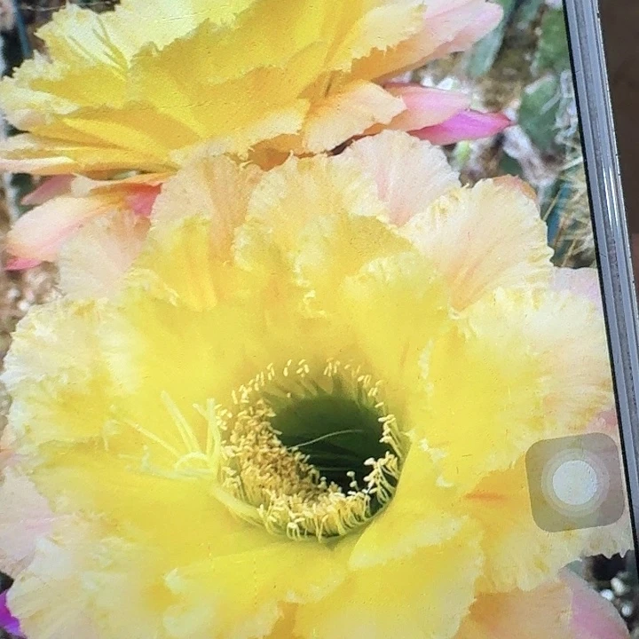 初春侧芽5公分左右毛花柱（20包邮）