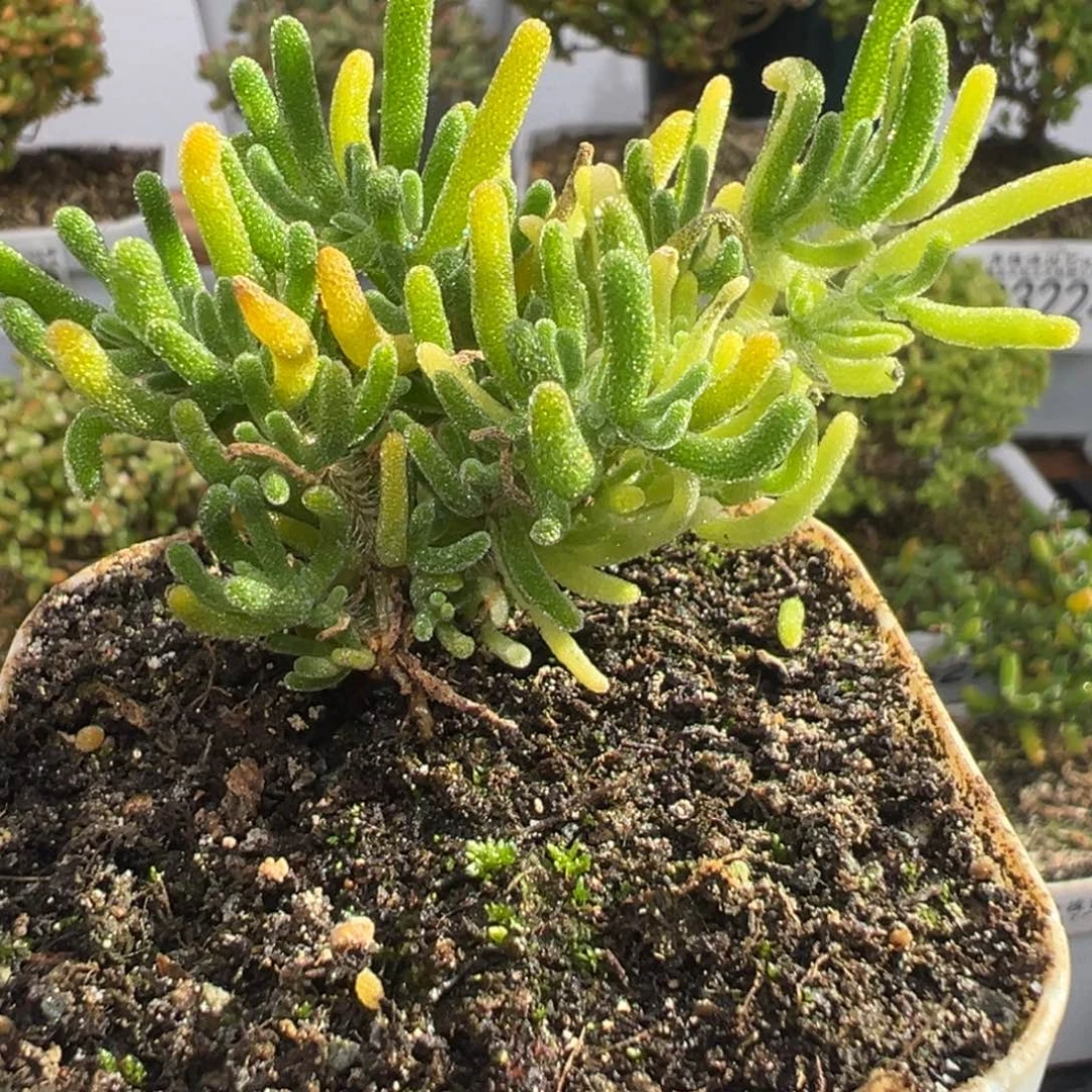 D3350荧光兔阴阳拉丝锦需凑单