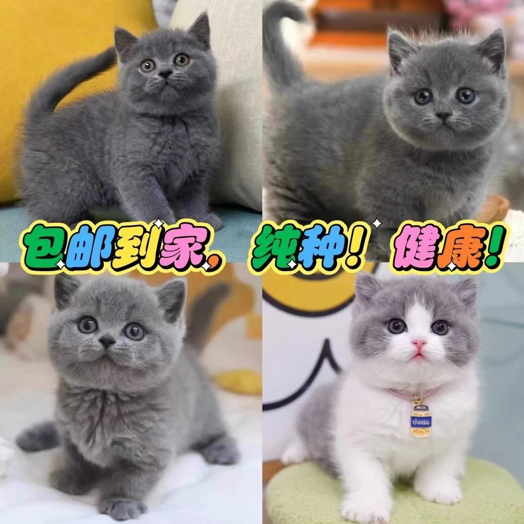 【快乐小猫】 直播选猫宠物猫蓝猫银渐层小猫活体猫猫虎斑猫