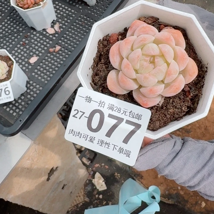 白桃汽水无盆土无盆土发货