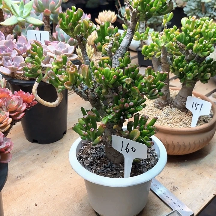 成***军多肉植物，吸财树160号