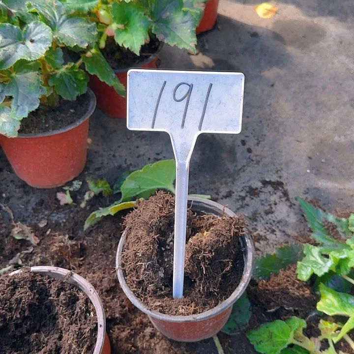 无花朵夫妻海棠种球系列191