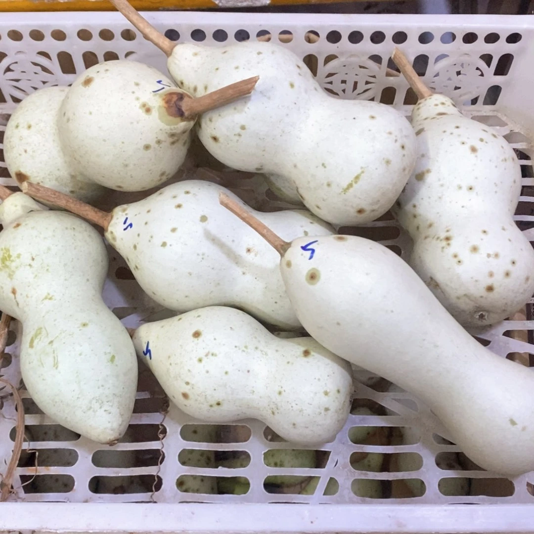传****哥文玩葫芦青皮葫芦