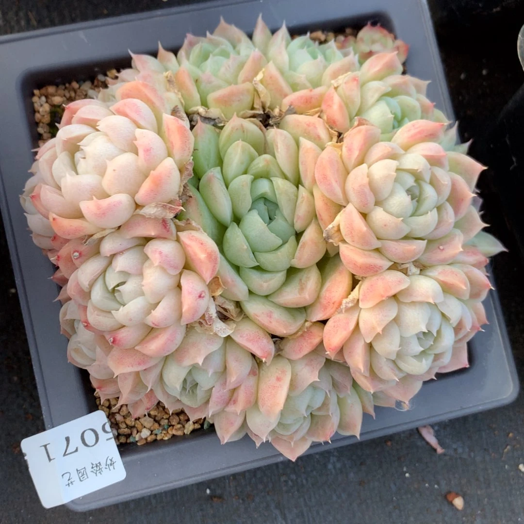 5071新年快乐发发发