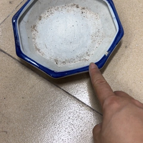 瓶夏*瑕疵瓷片不退不换。。。。。。。。。。。