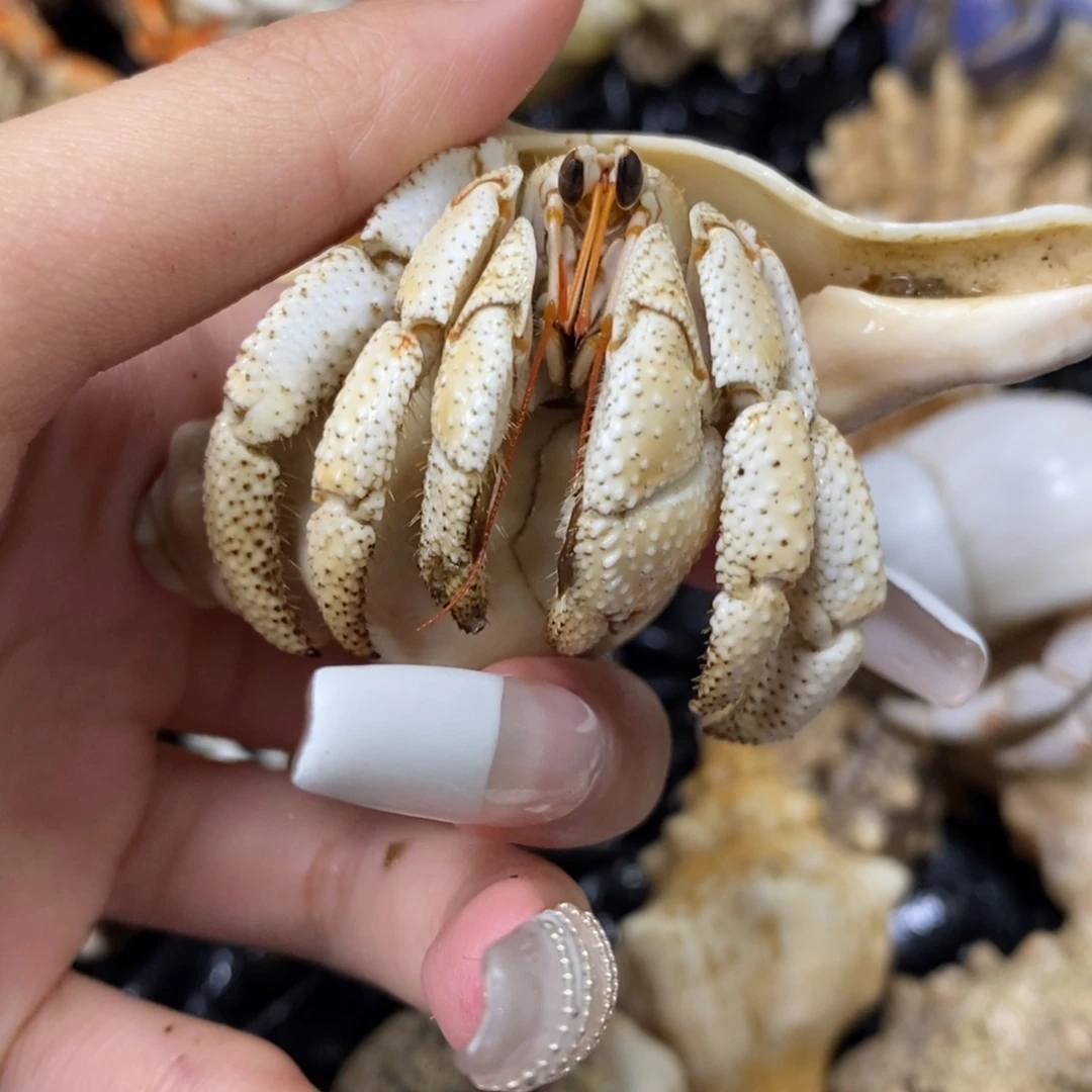 2.5口奶黄包新岛白草