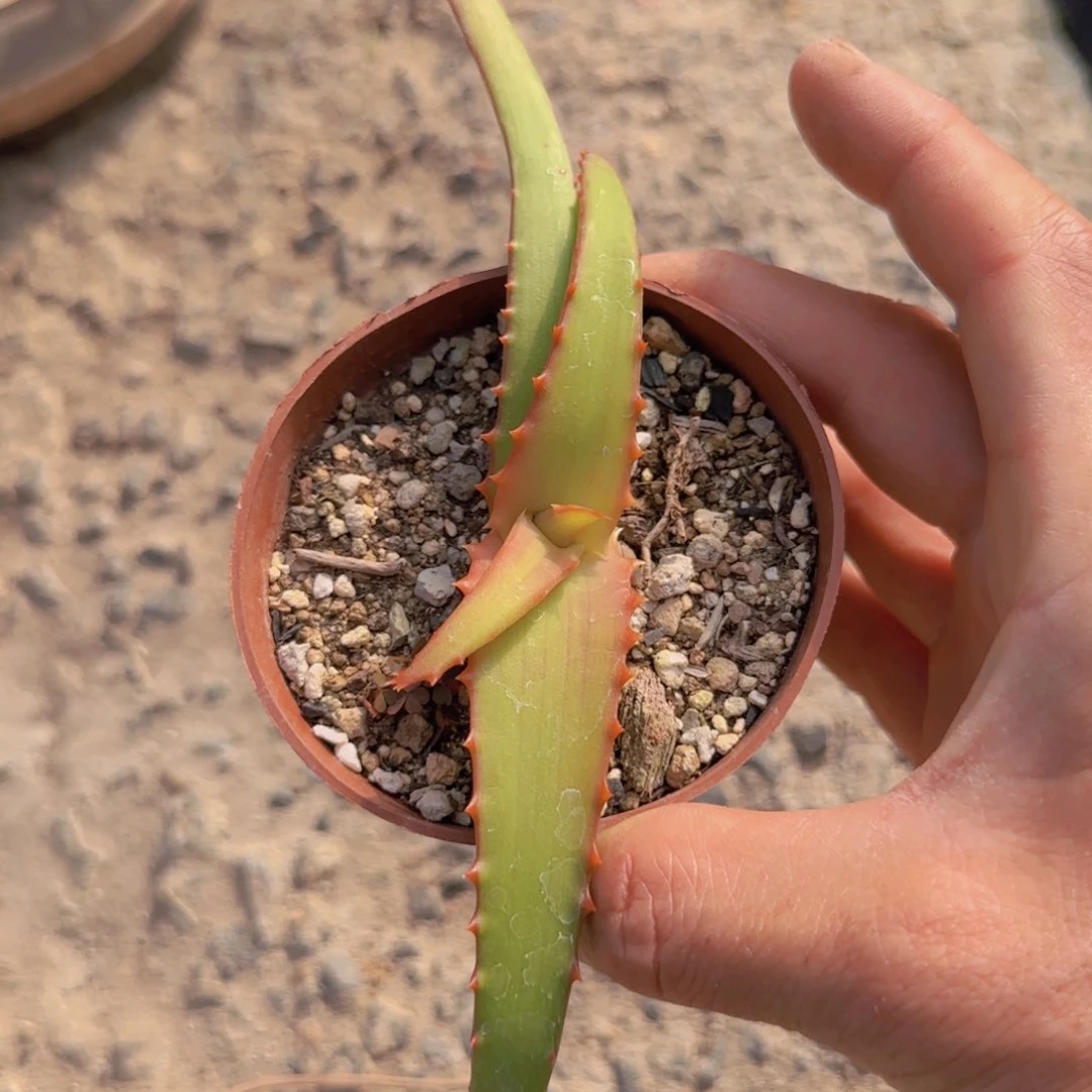 梵*＆块根植物块根植物