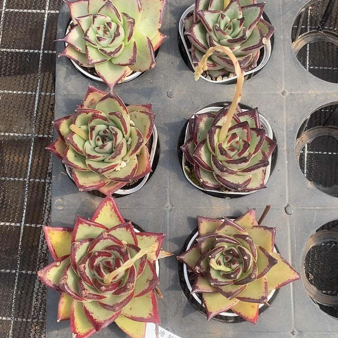 清棚福利一物一拍25