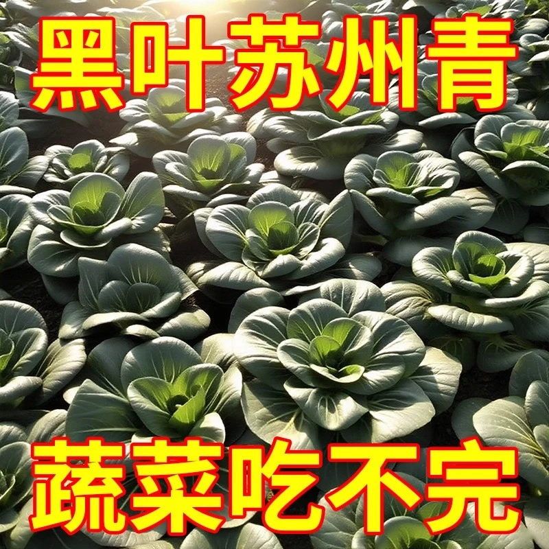 【今年新种】黑大头苏州青菜种子耐高温黑菜籽四季油菜小白菜蔬菜YL