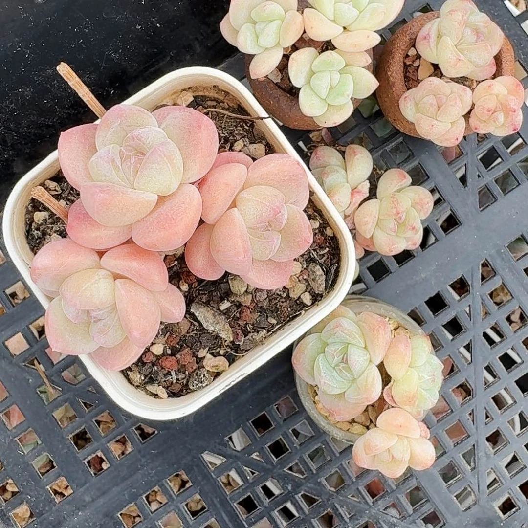 龙**厨多肉冰玉2颗一起专拍
