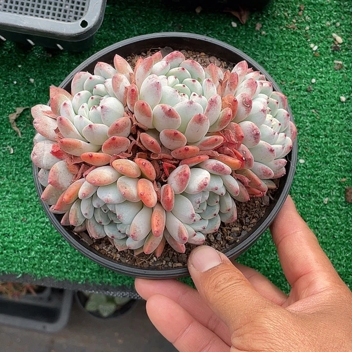 雪爪大群生带盆发货