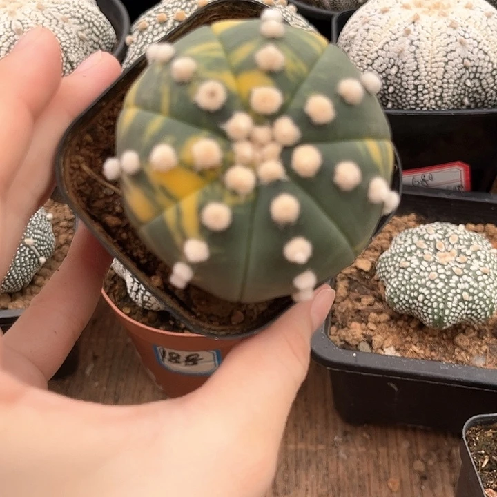 兜锦5.8一物一拍脱土发货