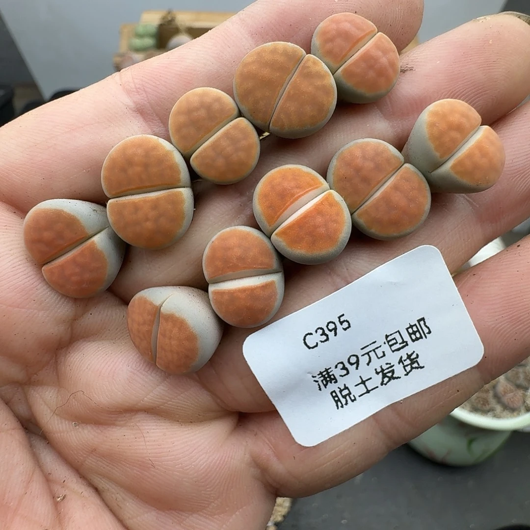 395多肉哈哈哈哈哈哈哈