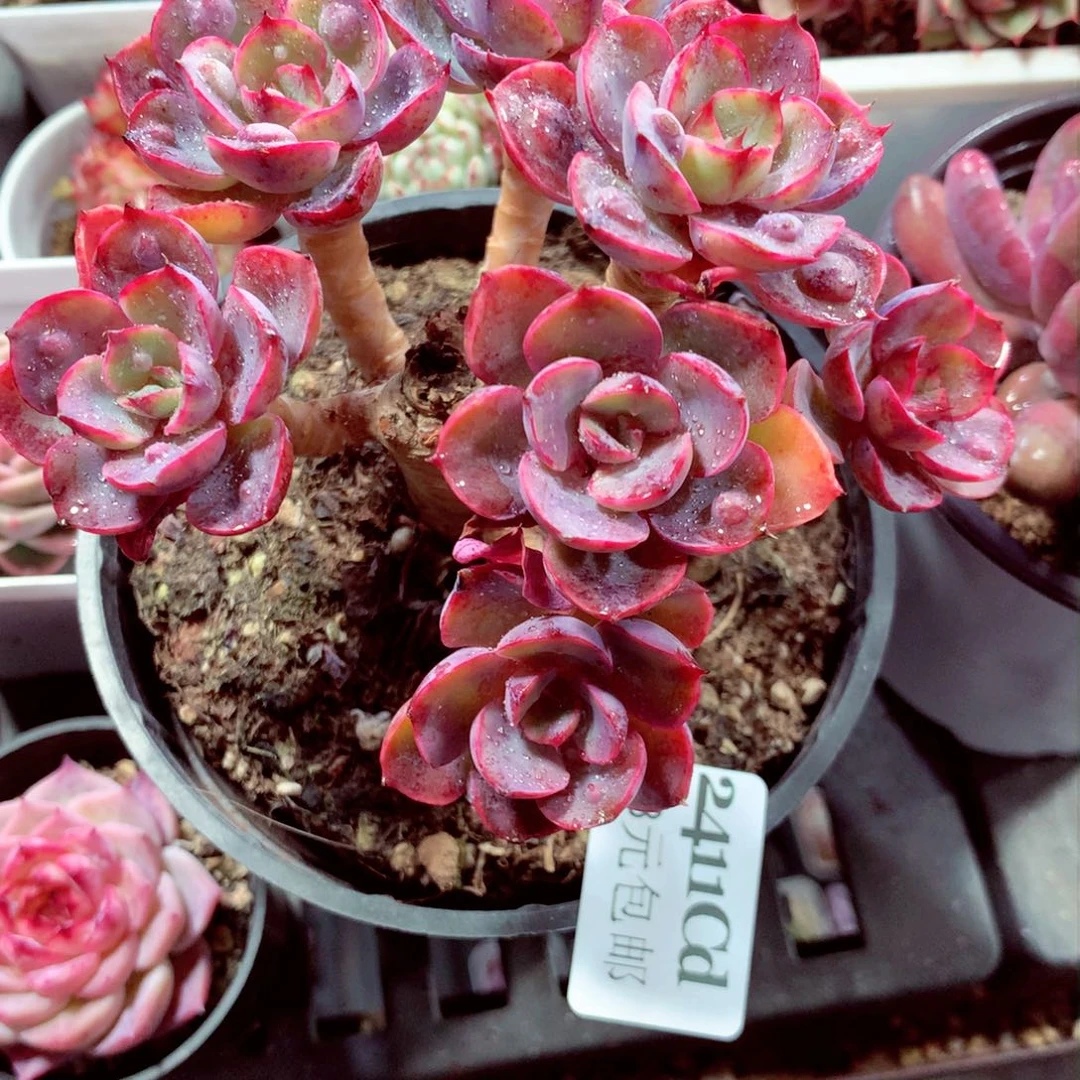 5厘米盆精控多肉2411