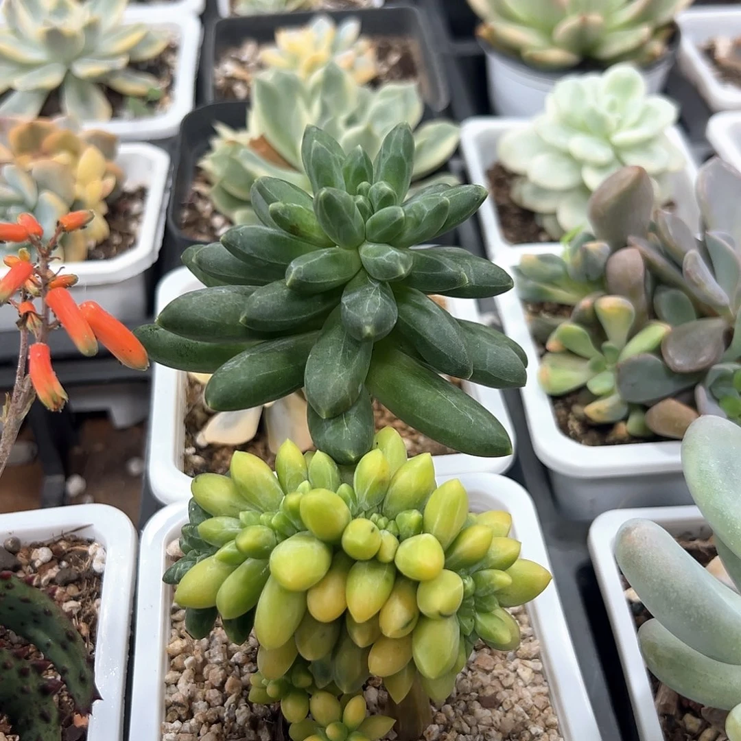 千代田之松锦缀化 一单包邮非偏远