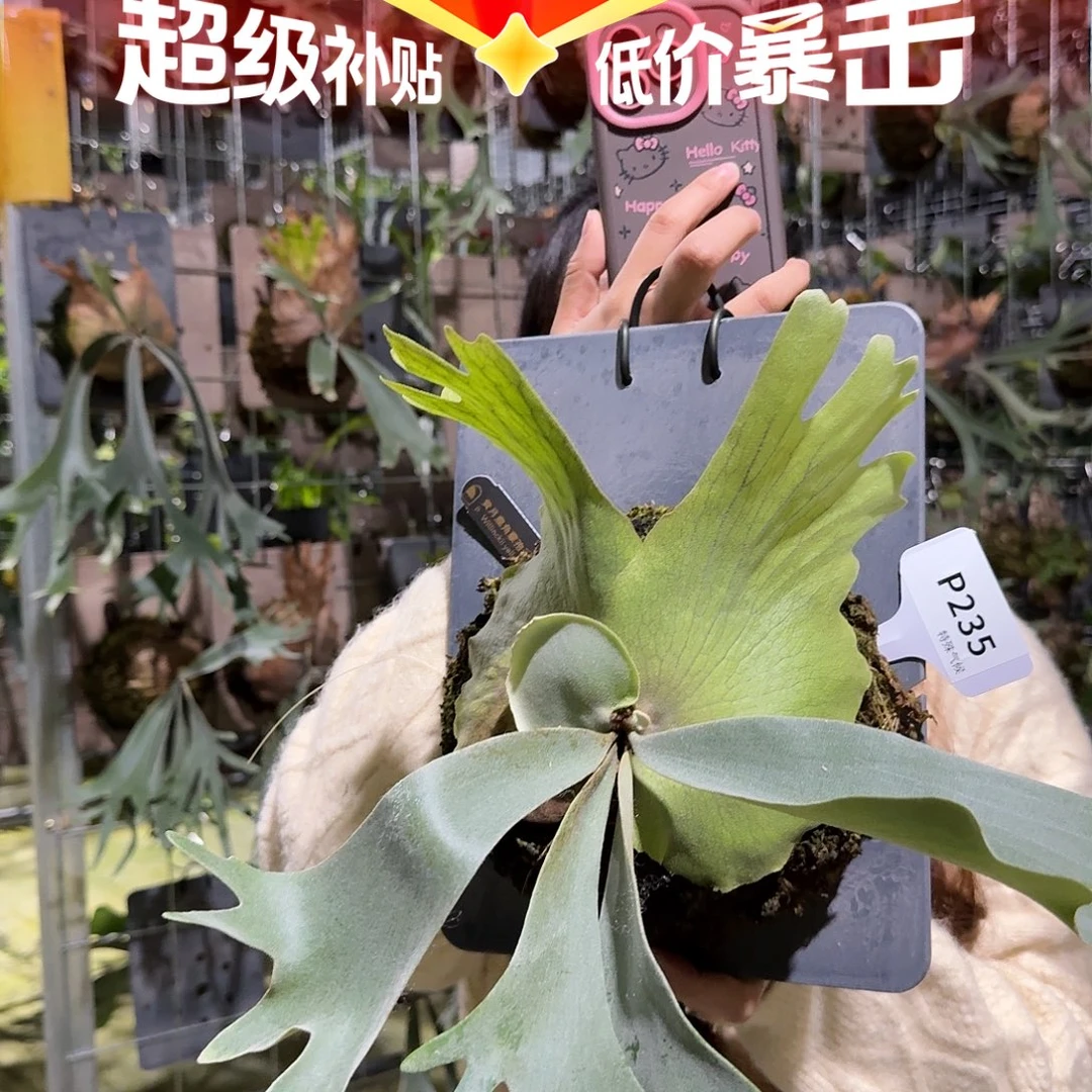 无花朵P235-黄月孢子苗（叶片微瑕）