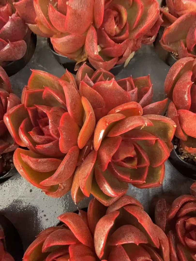 70#3头红灯无砍（7-9cm）脱土