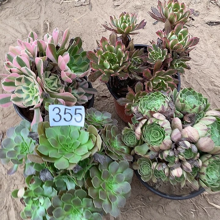 无花朵355四颗多肉植物组合