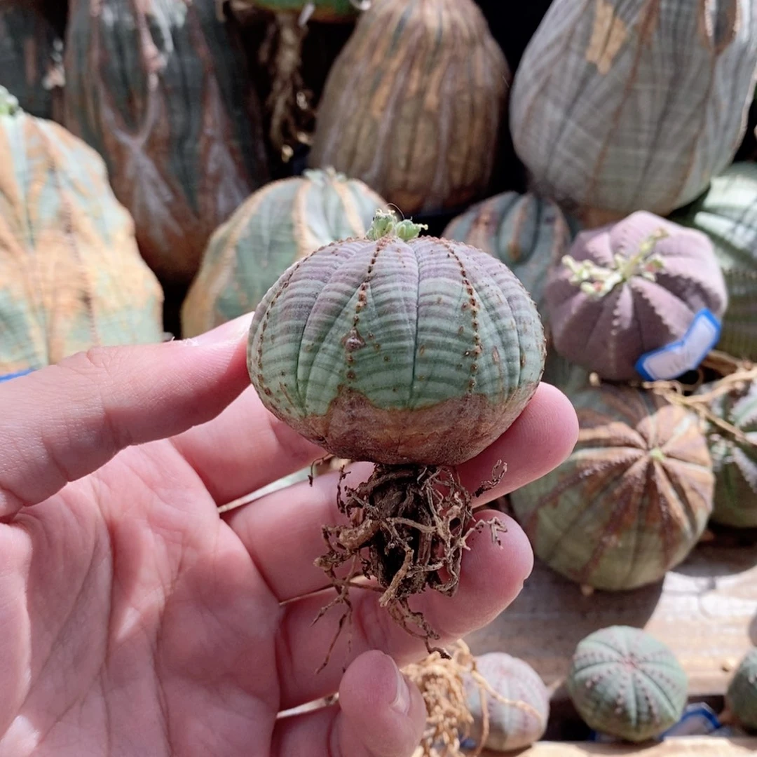 欧系实生布纹球多肉植物