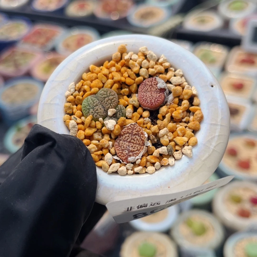 无花朵8067-一物一拍 带盆